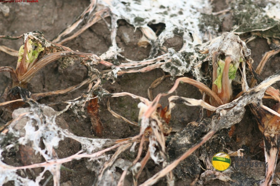 Wygląd roślin porażonych sprawcą Typhula gyrans pałecznica zgnilizna rzepaku